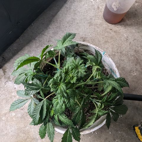 Black Diamond #2 growlog timeline photo