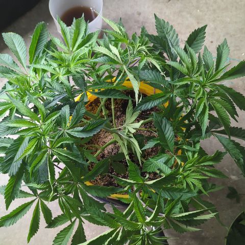 Meat Apple #2 growlog timeline photo