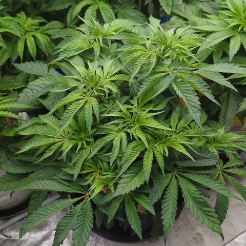 Meat Apple #2 growlog timeline photo