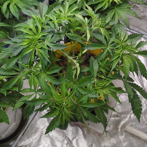 Meat Apple #2 growlog timeline photo