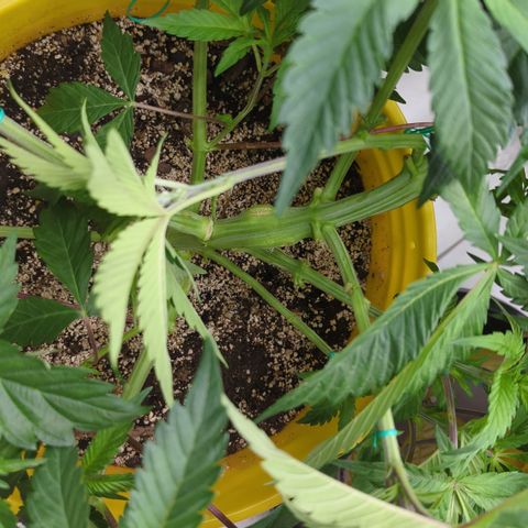 Meat Apple #2 growlog timeline photo
