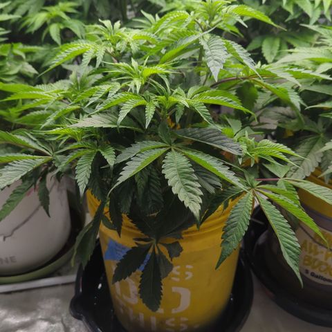 Meat Apple #2 growlog timeline photo
