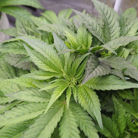 Meat Apple #1 growlog timeline photo