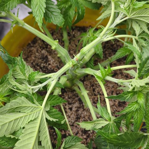 Meat Apple #1 growlog timeline photo