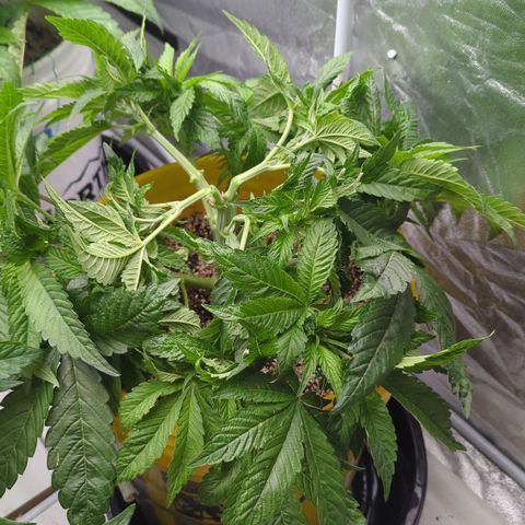 Meat Apple #1 growlog timeline photo
