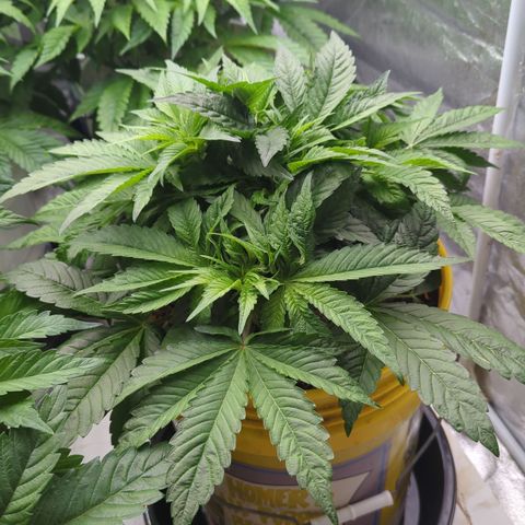 Meat Apple #1 growlog timeline photo
