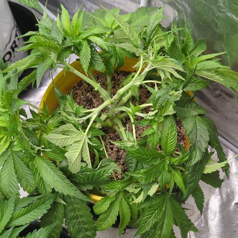 Meat Apple #1 growlog timeline photo