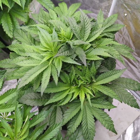 Meat Apple #1 growlog timeline photo