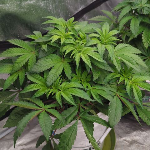 Black Diamond #1 growlog timeline photo
