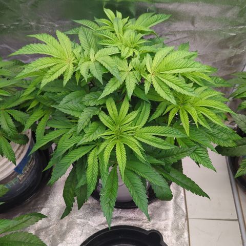 EAB #1 growlog timeline photo