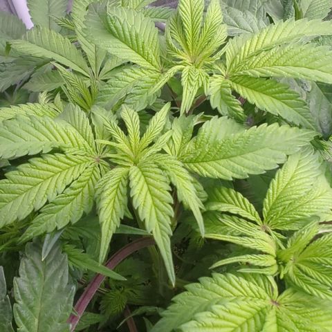 Black Diamond #1 growlog timeline photo