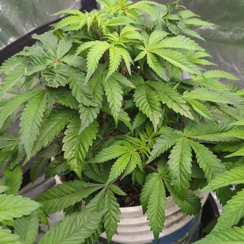 Black Diamond #1 growlog timeline photo