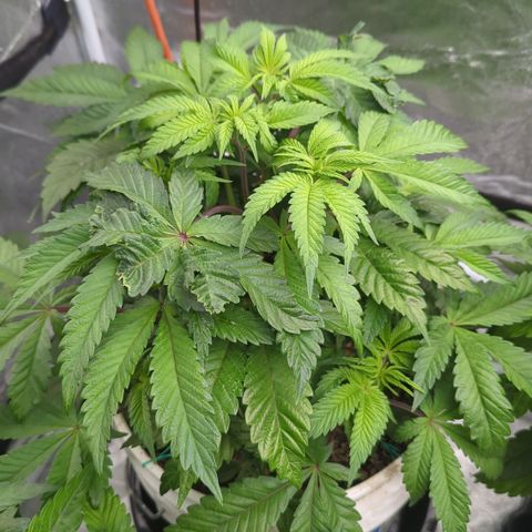 Black Diamond #1 growlog timeline photo