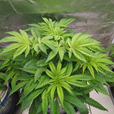 EAB #1 growlog timeline photo