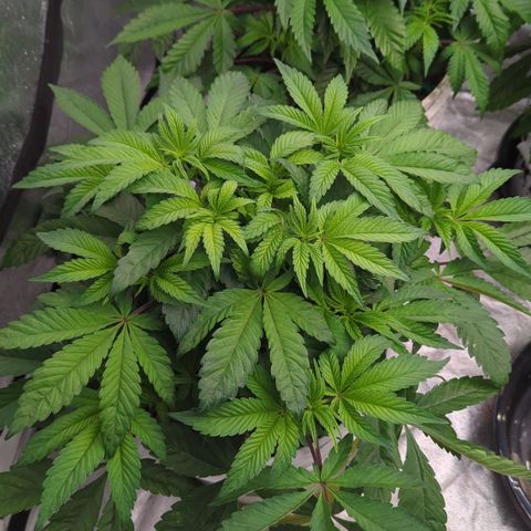 Black Diamond #1 growlog timeline photo