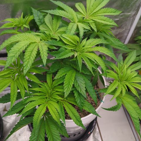 EAB #1 growlog timeline photo