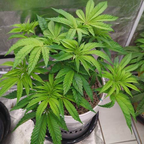 EAB #1 growlog timeline photo