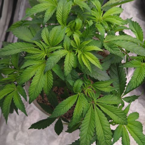 Black Diamond #1 growlog timeline photo
