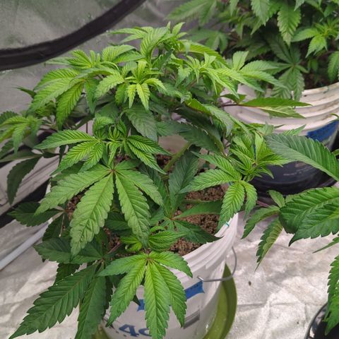 Black Diamond #1 growlog timeline photo