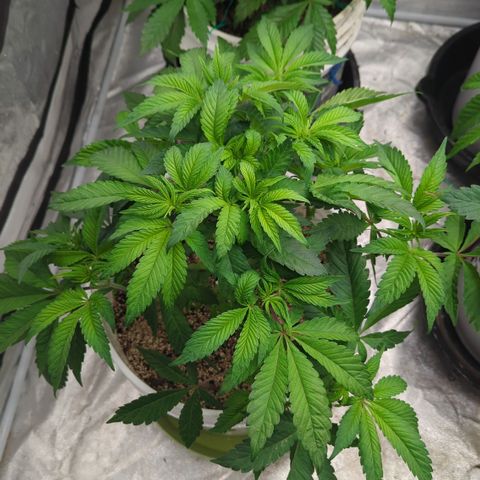 Black Diamond #1 growlog timeline photo