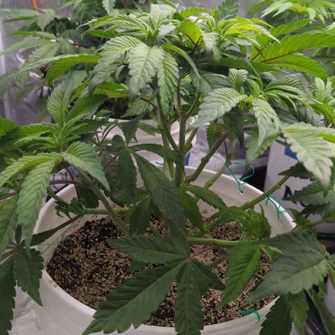 Black Diamond #1 growlog timeline photo