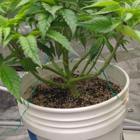 EAB #1 growlog timeline photo