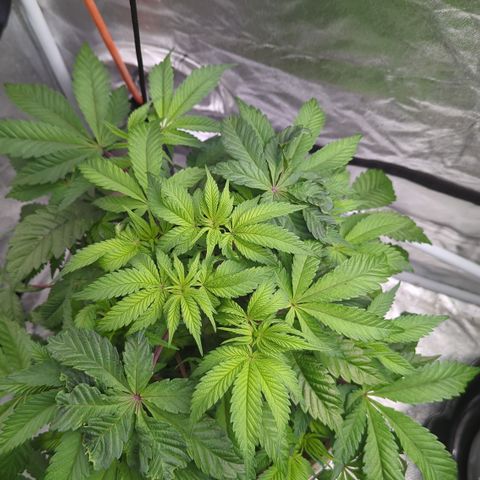 Black Diamond #2 growlog timeline photo
