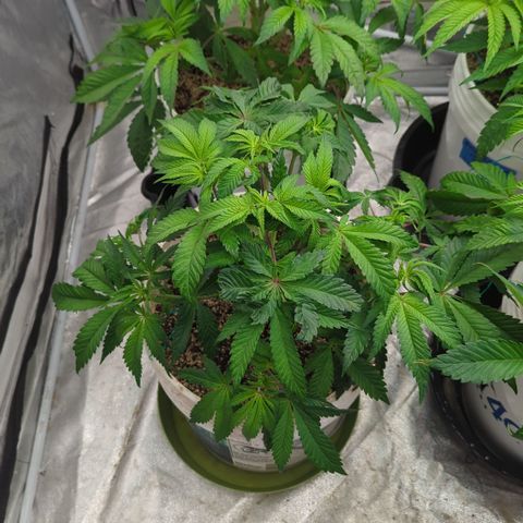 Black Diamond #2 growlog timeline photo