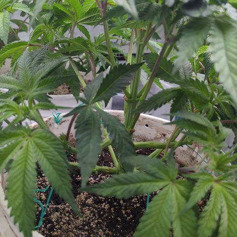 Black Diamond #2 growlog timeline photo