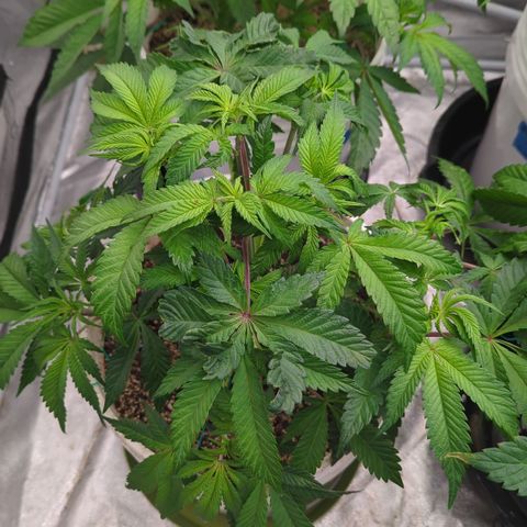 Black Diamond #2 growlog timeline photo