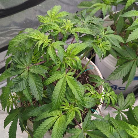 Black Diamond #2 growlog timeline photo