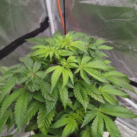 Black Diamond #2 growlog timeline photo