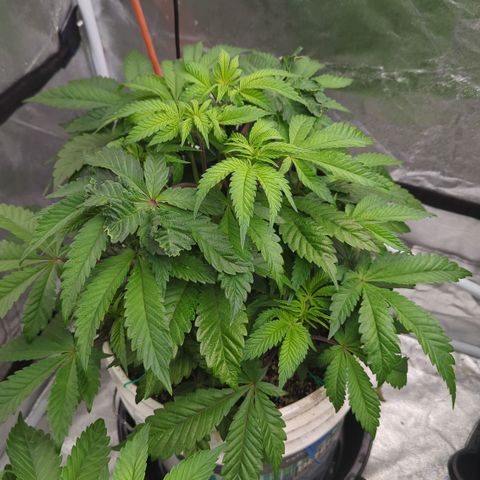 Black Diamond #2 growlog timeline photo