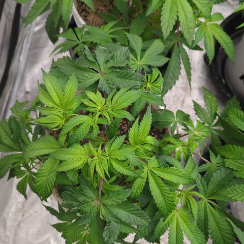 Black Diamond #2 growlog timeline photo