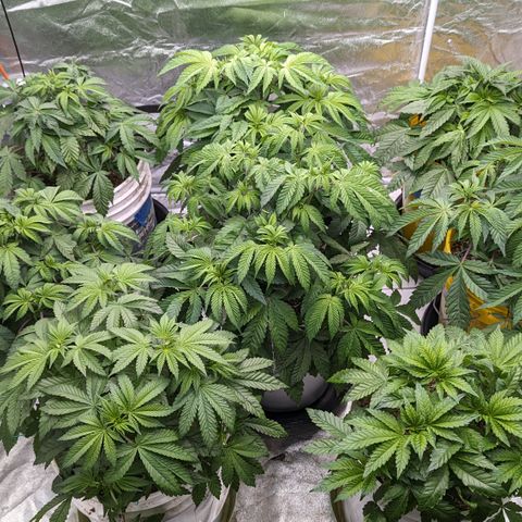 Meat Apple #1 growlog timeline photo