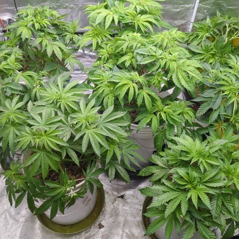 Meat Apple #1 growlog timeline photo