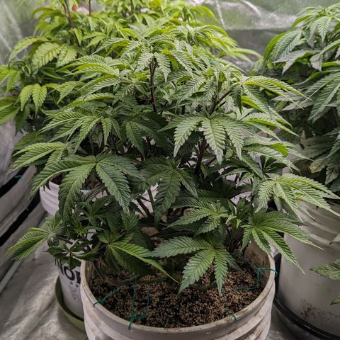Black Diamond #2 growlog timeline photo