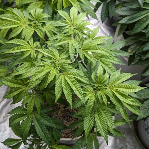 Black Diamond #2 growlog timeline photo