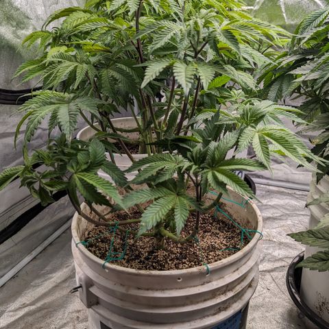Black Diamond #2 growlog timeline photo