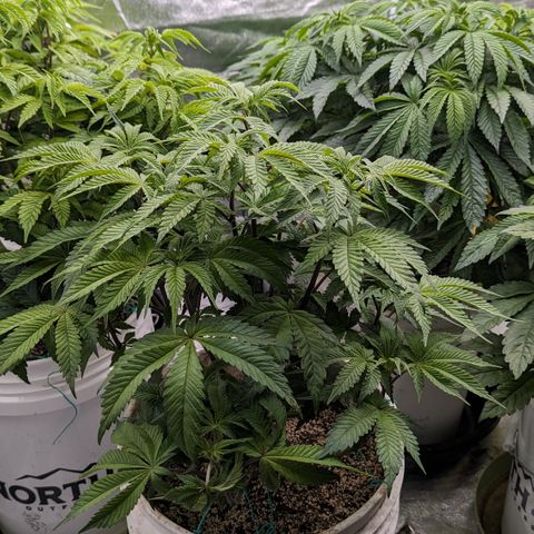 Black Diamond #2 growlog timeline photo