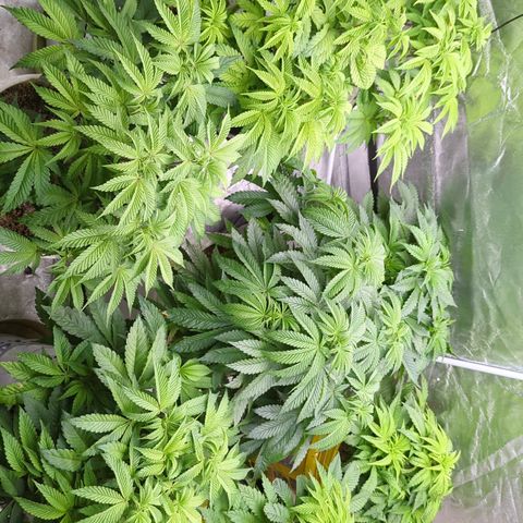 Black Diamond #2 growlog timeline photo