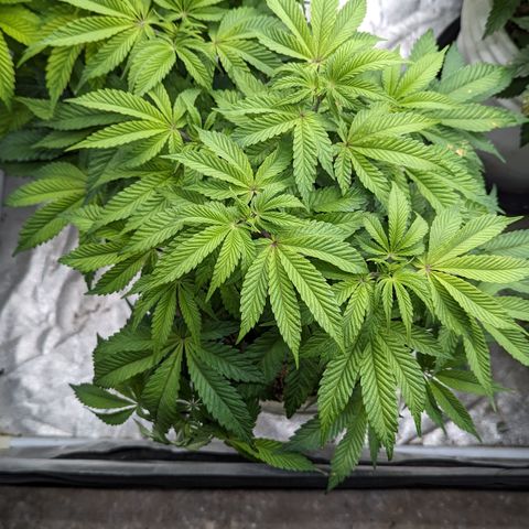 Black Diamond #2 growlog timeline photo