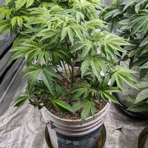 Black Diamond #2 growlog timeline photo