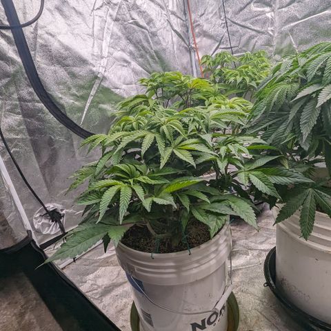 EAB #1 growlog timeline photo