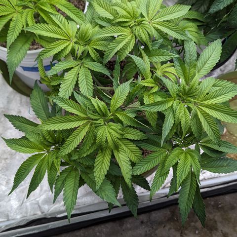 EAB #1 growlog timeline photo