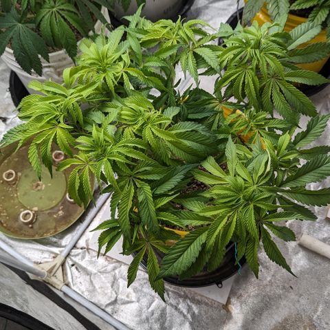 Meat Apple #2 growlog timeline photo