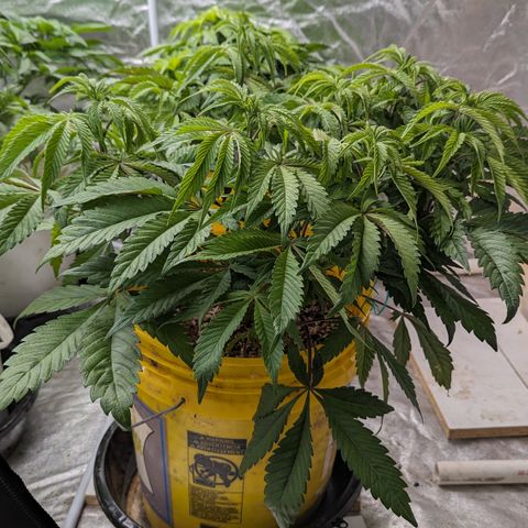 Meat Apple #2 growlog timeline photo