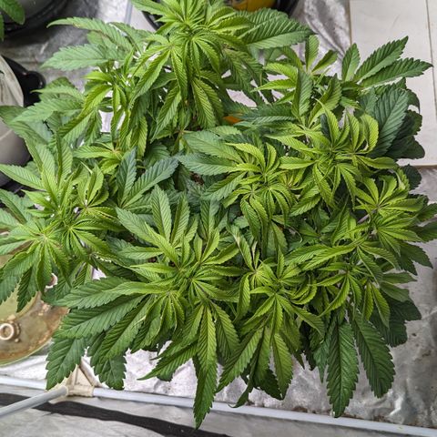Meat Apple #2 growlog timeline photo