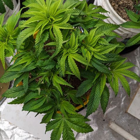 Meat Apple #1 growlog timeline photo