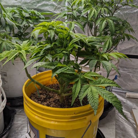 Meat Apple #1 growlog timeline photo